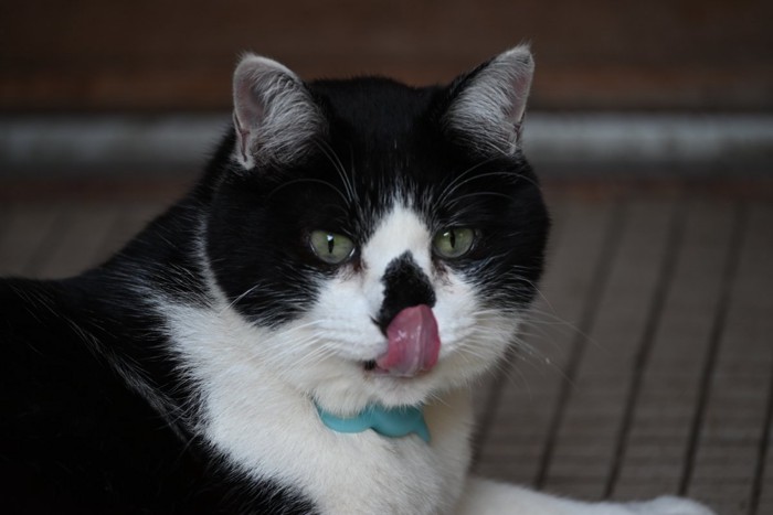 鼻を舐める猫
