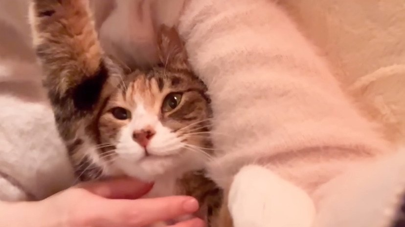 バンザイする猫