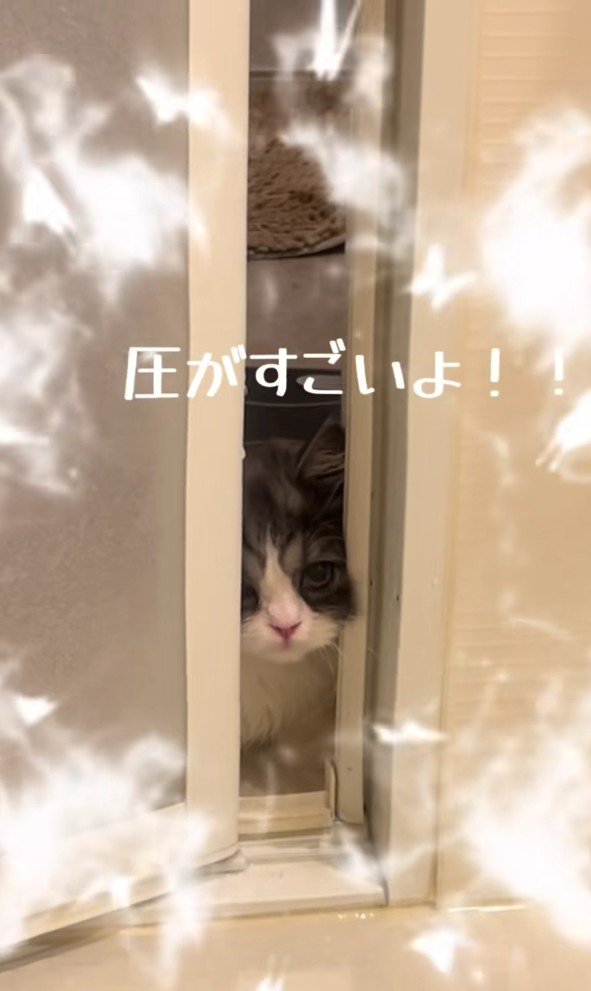 ドアの隙間から見える猫