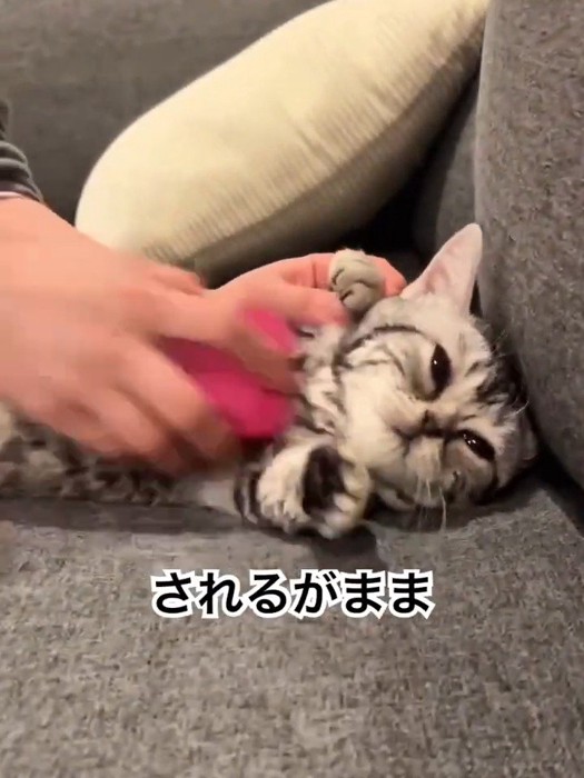 ブラッシングされる猫の顔