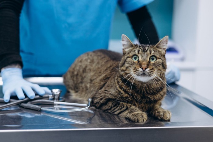 診察台の上にいる猫とそばで見守る獣医師