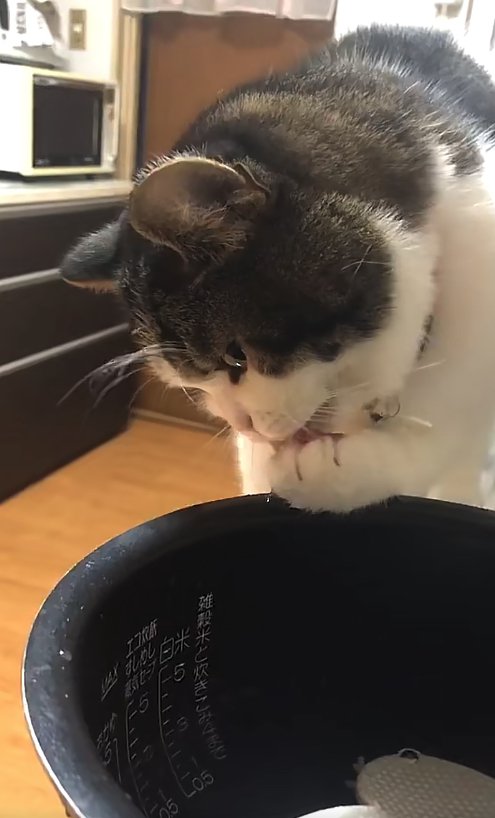 左前足を舐めている猫（ややアップ）