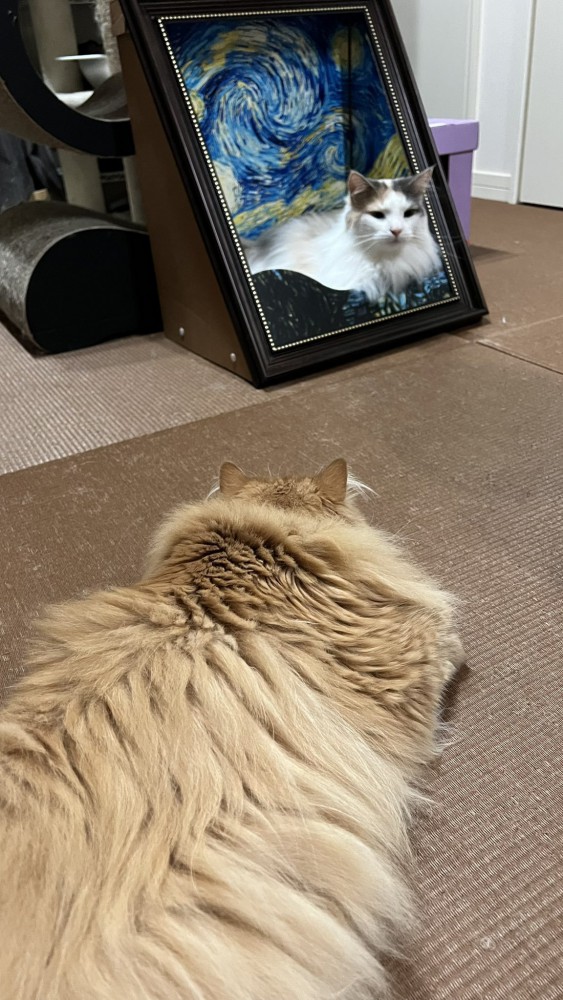 見つめ合う2匹の猫