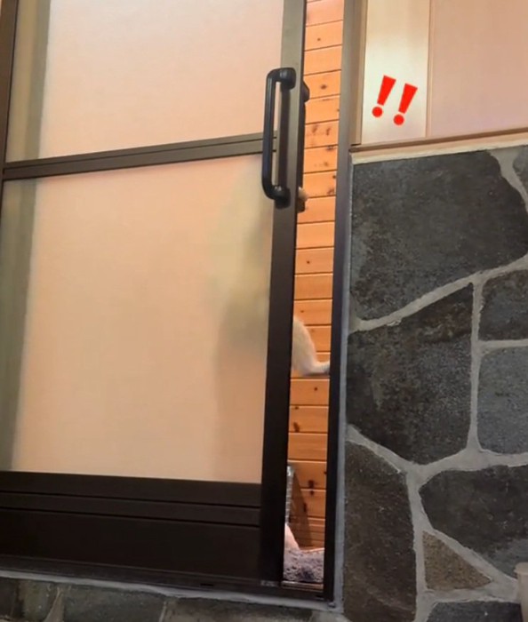 ドアを開ける猫