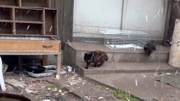 捕獲器から去っていく猫