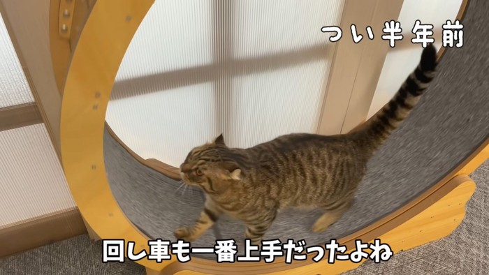 回し車に乗る猫