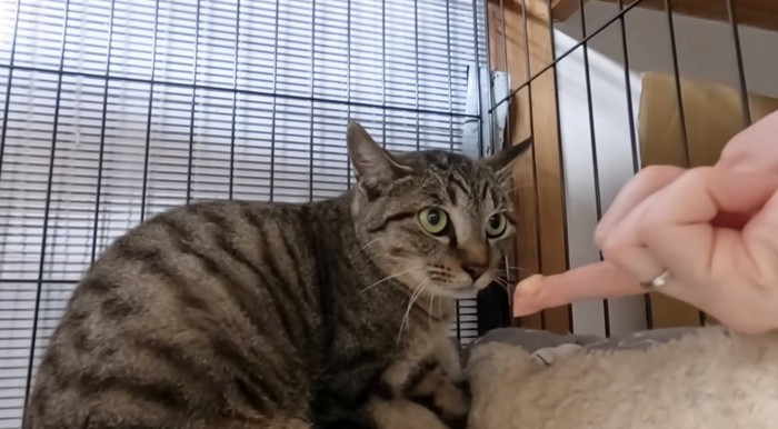 警戒して固まる猫