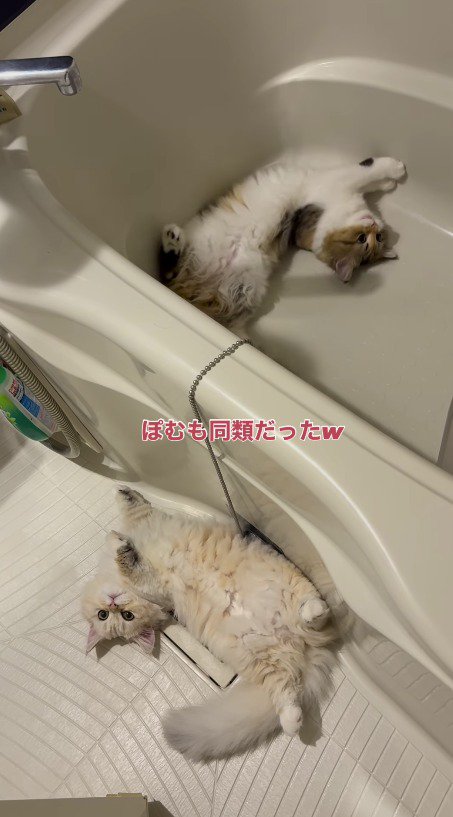 浴室の床に寝転がる2頭の猫