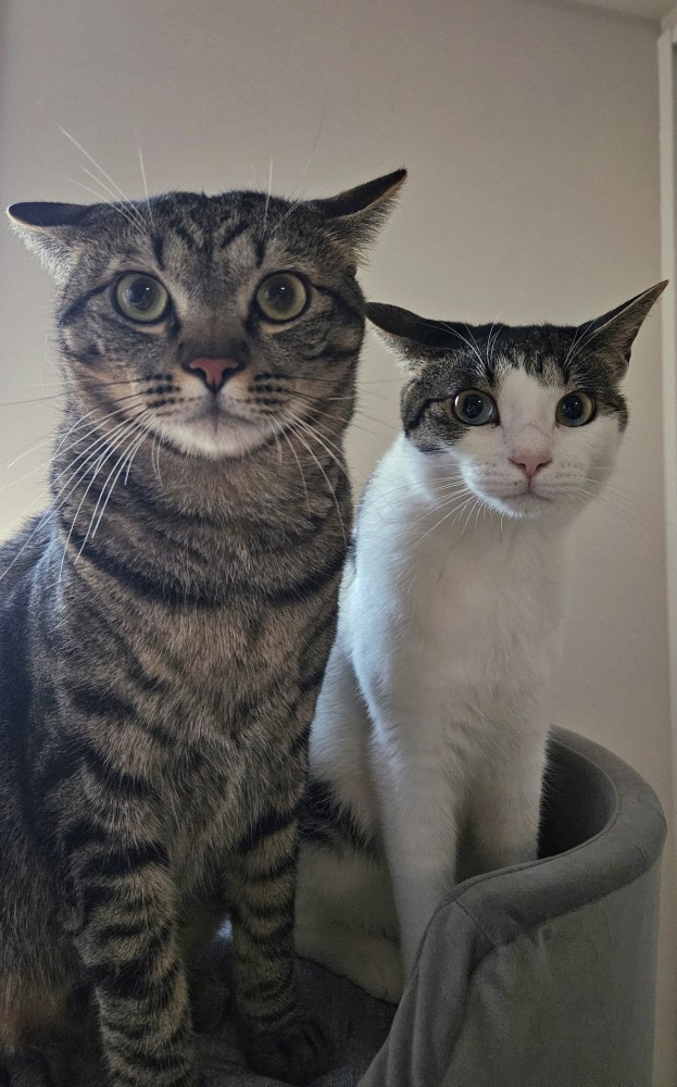 イカ耳の2匹の猫