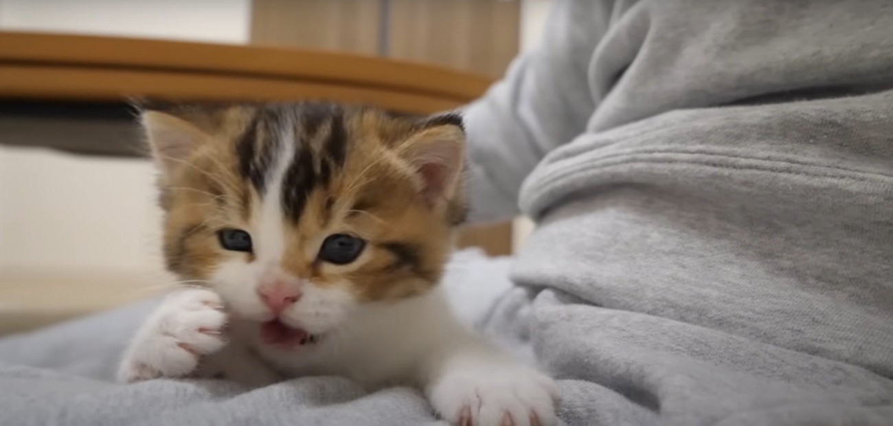 手足を動かすニコちゃん