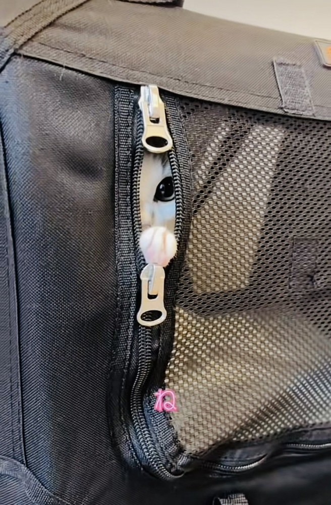 猫用キャリーの隙間から見つめる子猫