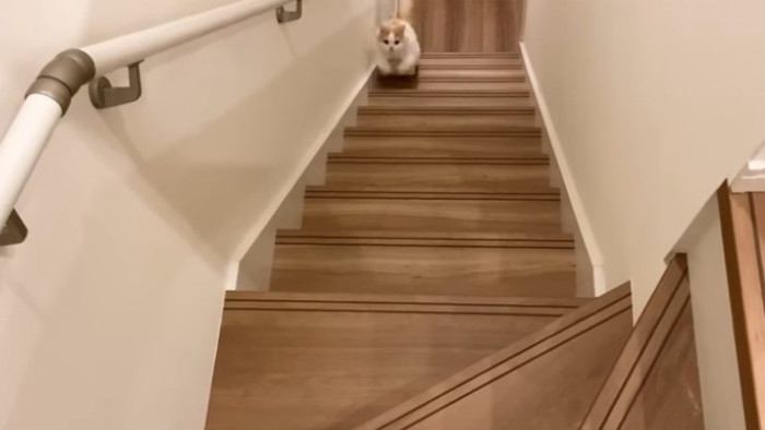 上ってくる姿