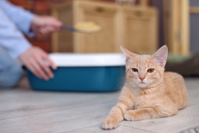 茶猫