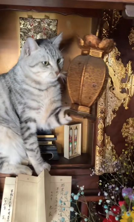 吊り燈籠に左前足を添える猫