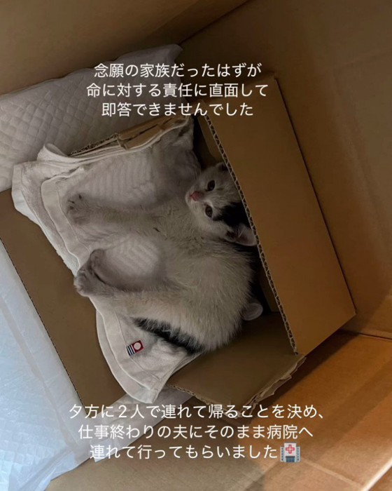 箱の中で横になる子猫