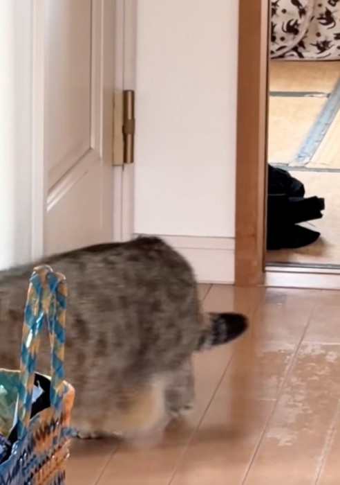 立ち去る猫
