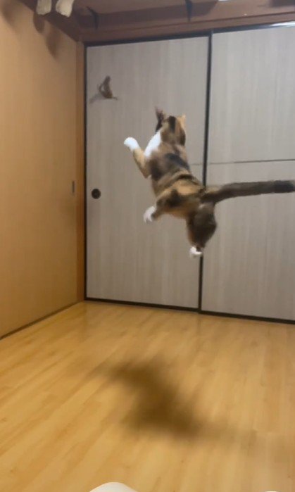 おもちゃをキャッチしようとする猫