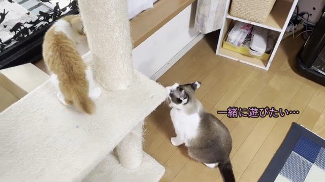 キャットタワーの上の子猫と下で座っている猫