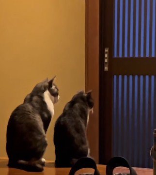 玄関で並ぶ2匹の猫の後ろ姿
