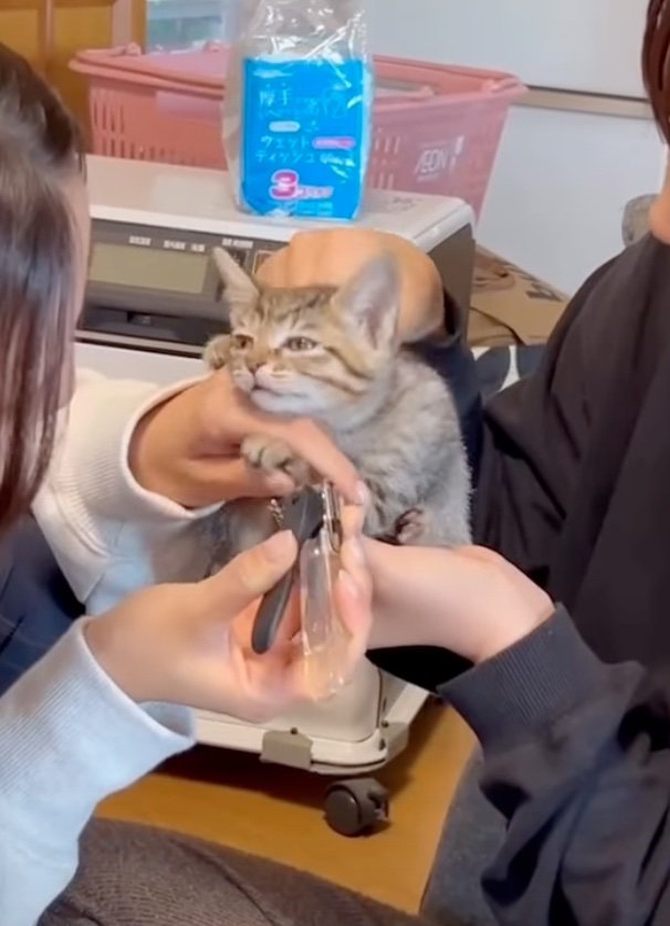 力が抜けてしまった子猫