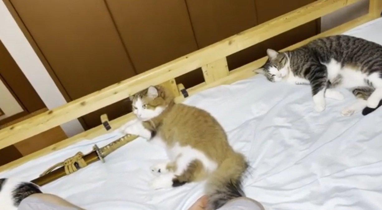 ベッドに寝ている猫達