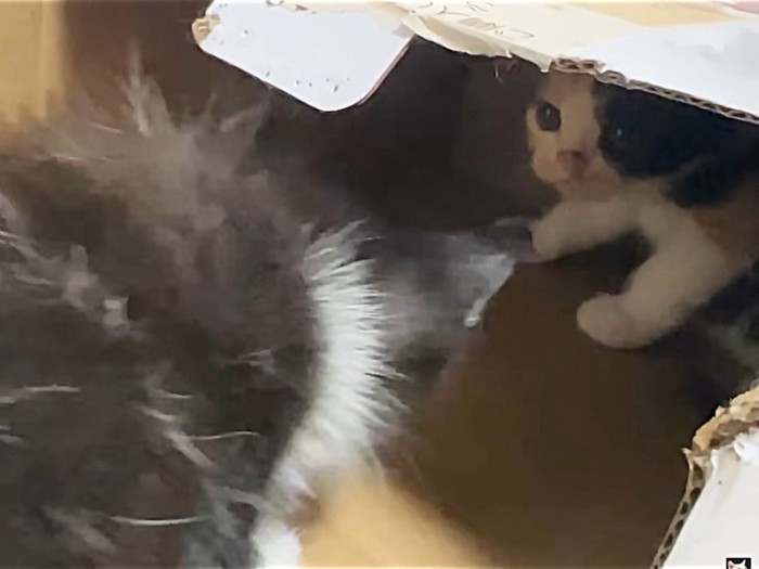 警戒する三毛猫の子猫に近づく黒白子猫