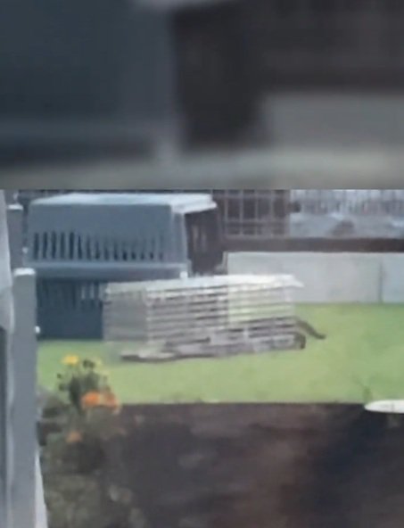 捕獲器に入っていく猫