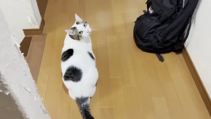 振り返る猫ちゃん