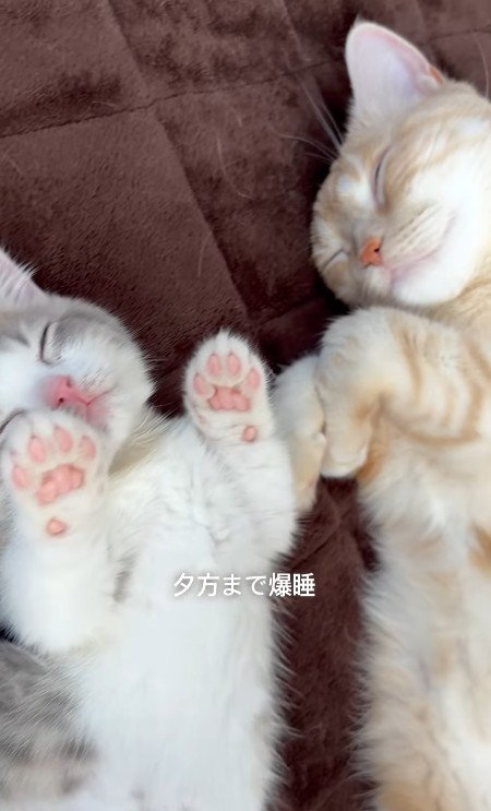 寝るおそばくんととろろちゃん