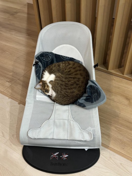 バウンサーに乗る猫