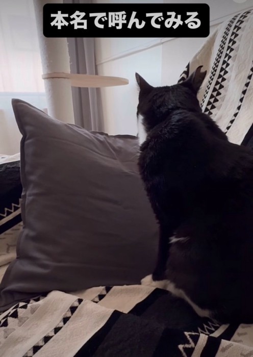 少し顔を背ける猫