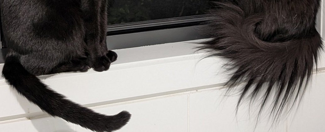 2匹の猫のしっぽ