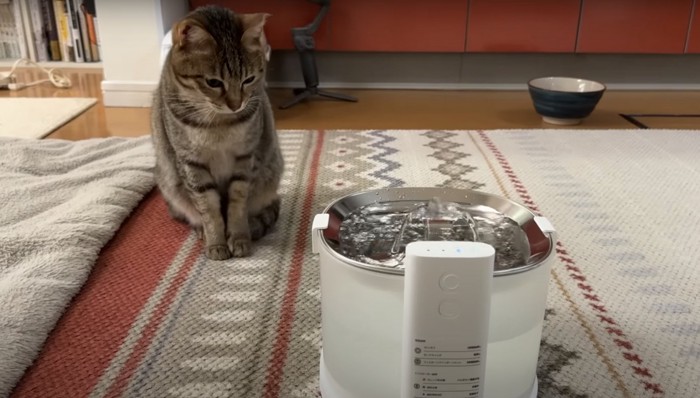 水飲み場を凝視する猫