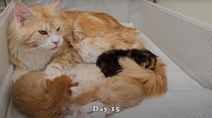 母猫の元にいる子猫たち