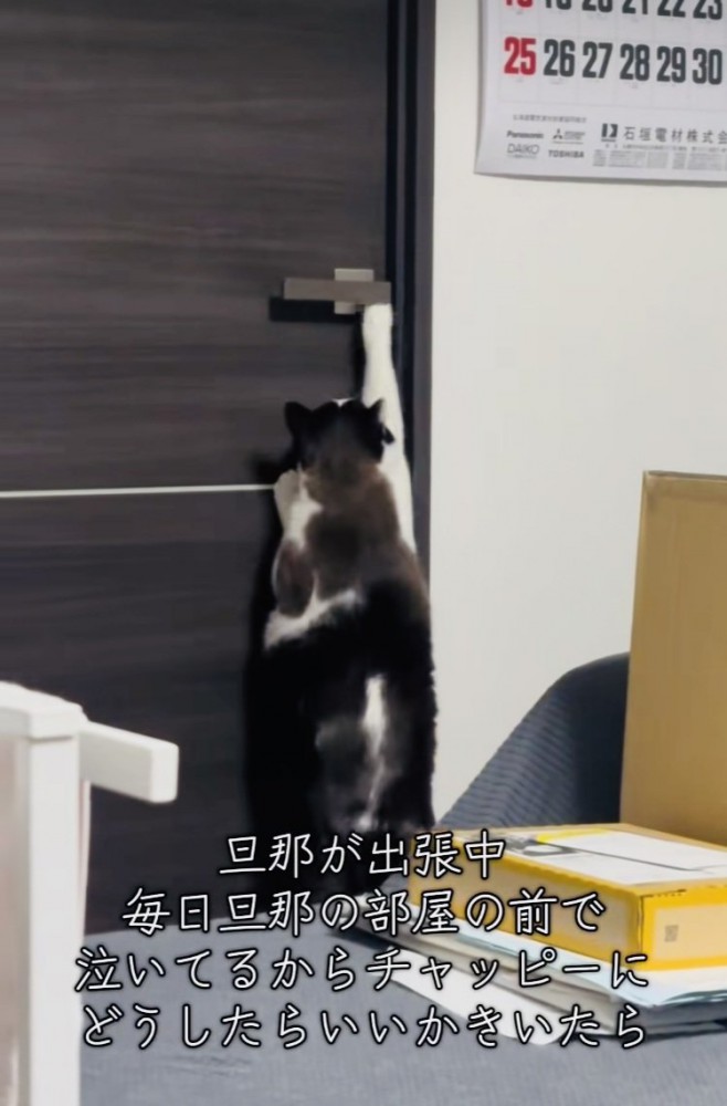 旦那さんの部屋のドアノブに前足を伸ばす保護猫