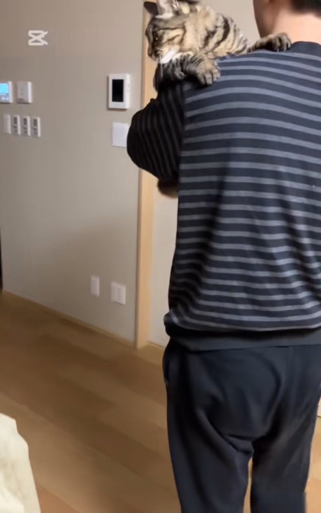 パパに抱っこされる猫