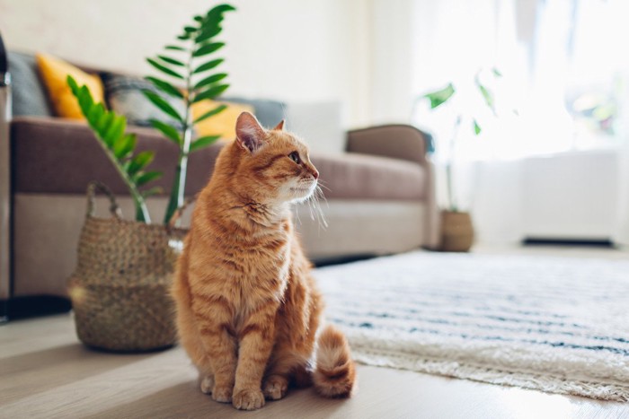 植物がある部屋にいる猫