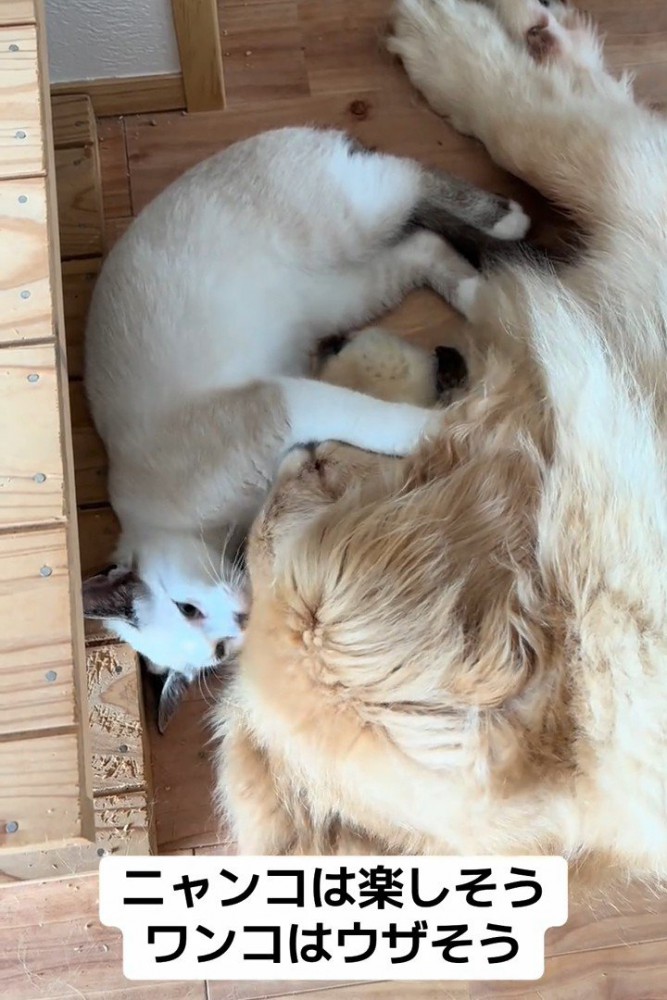 犬の顔にじゃれる猫