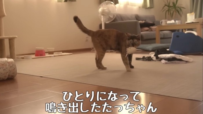 テロップ「ひとりになって~」