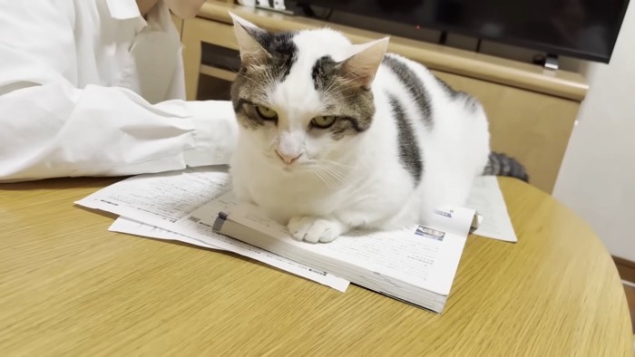 教科書に乗る猫ちゃん(画面左にワイシャツ姿のお兄さん)