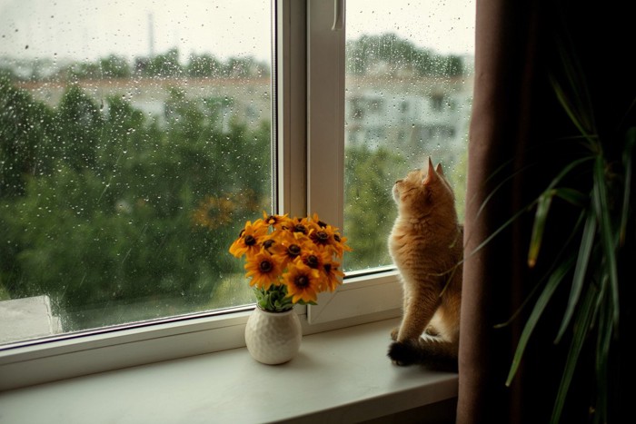 窓辺にいる猫