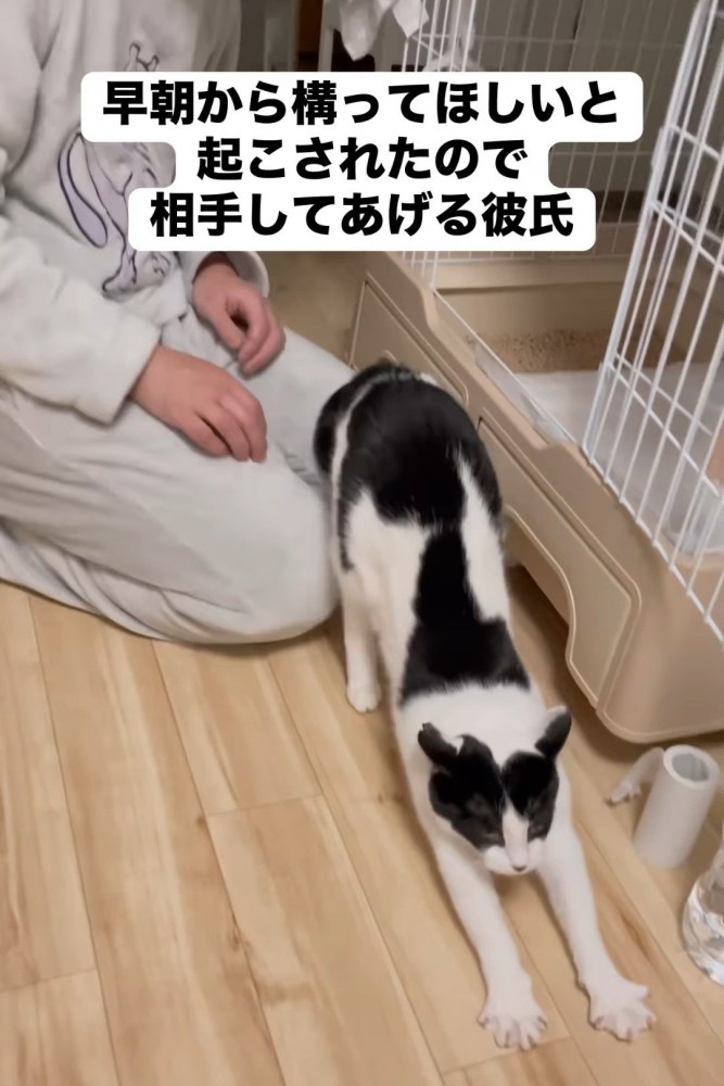 伸びをする猫