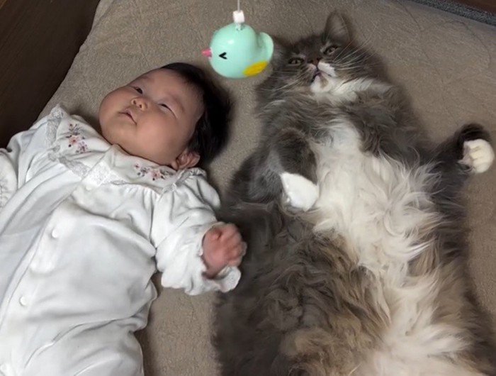 隣同士になって、ベッドの上に吊されたおもちゃを見上げる猫と赤ちゃん