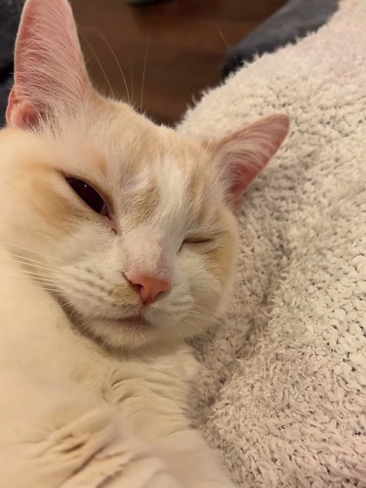 眠そうな猫の顔