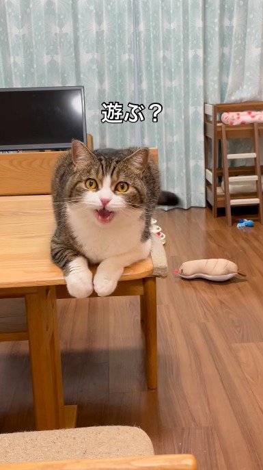 飼い主の言葉に鳴いて返事をする猫