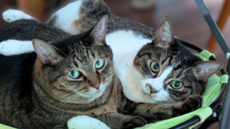 寄り添っている猫