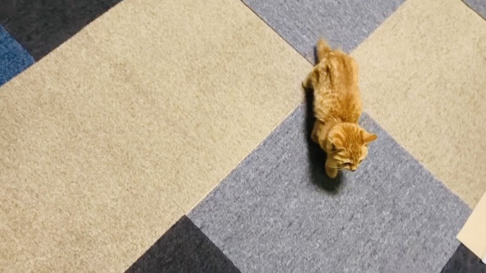 部屋に入ってきた仔猫