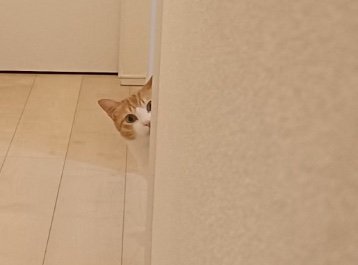 顔を覗かせる猫