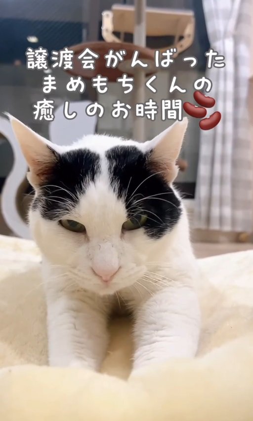 ふみふみをする猫