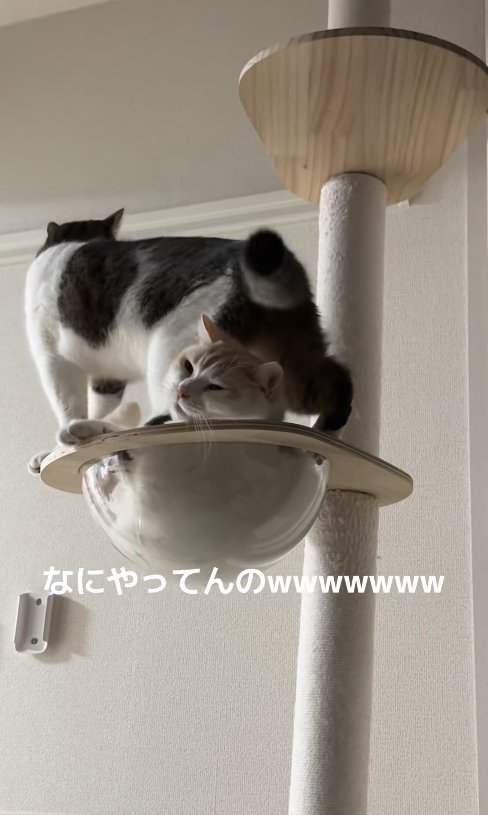 ボウルにいる猫の頭にお尻を下ろしている猫